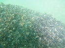 Abtauchen 2012 Fehmarn_10