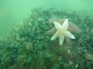 Abtauchen 2012 Fehmarn_11