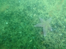 Abtauchen 2012 Fehmarn_13