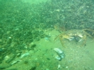 Abtauchen 2012 Fehmarn_1