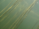Antauchen 2011 - Stechlinsee