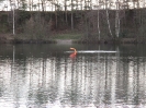 Neujahrstauchen 2012_11