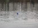 Neujahrstauchen 2012_33